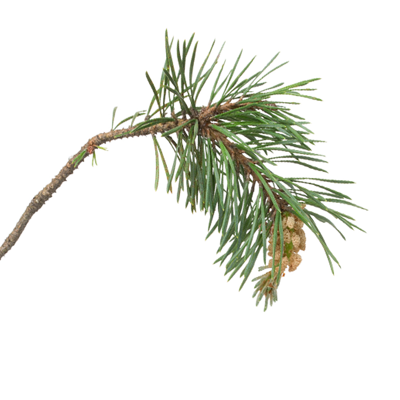 pinebranch7 On Target Outdoors