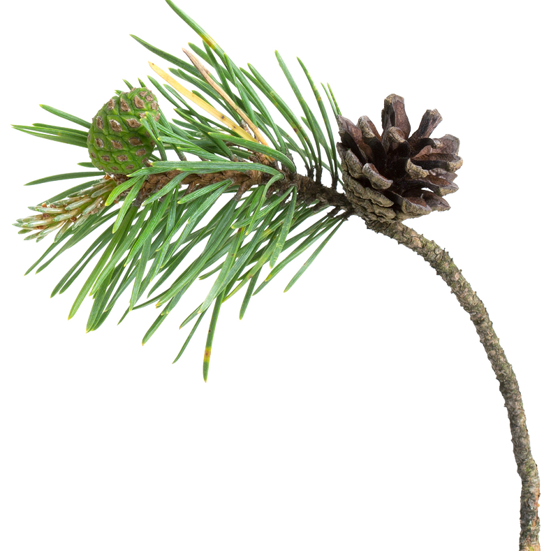 pinebranch4 On Target Outdoors